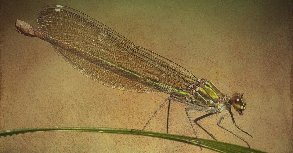 Dragon Fly Costume
