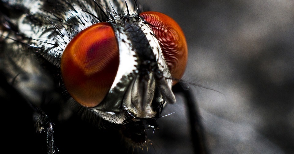 Fly Costume